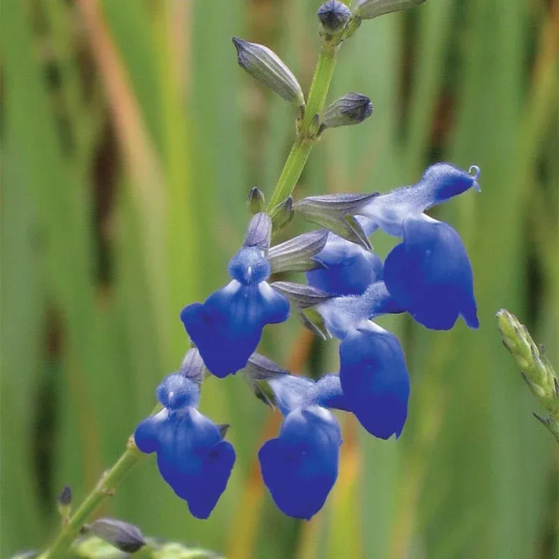 west-texas-grass-salvia West Texas Grass Salvia