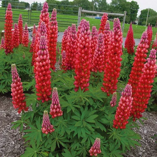 Westcountry Red Rum Lupine