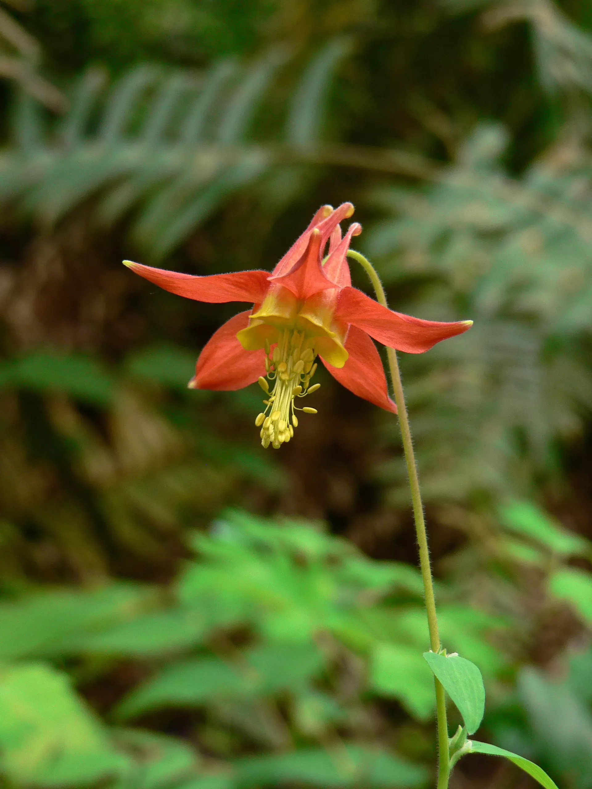 western-columbine Western Columbine
