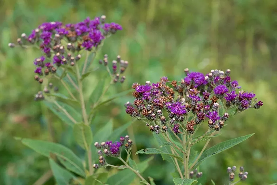 Western Ironweed