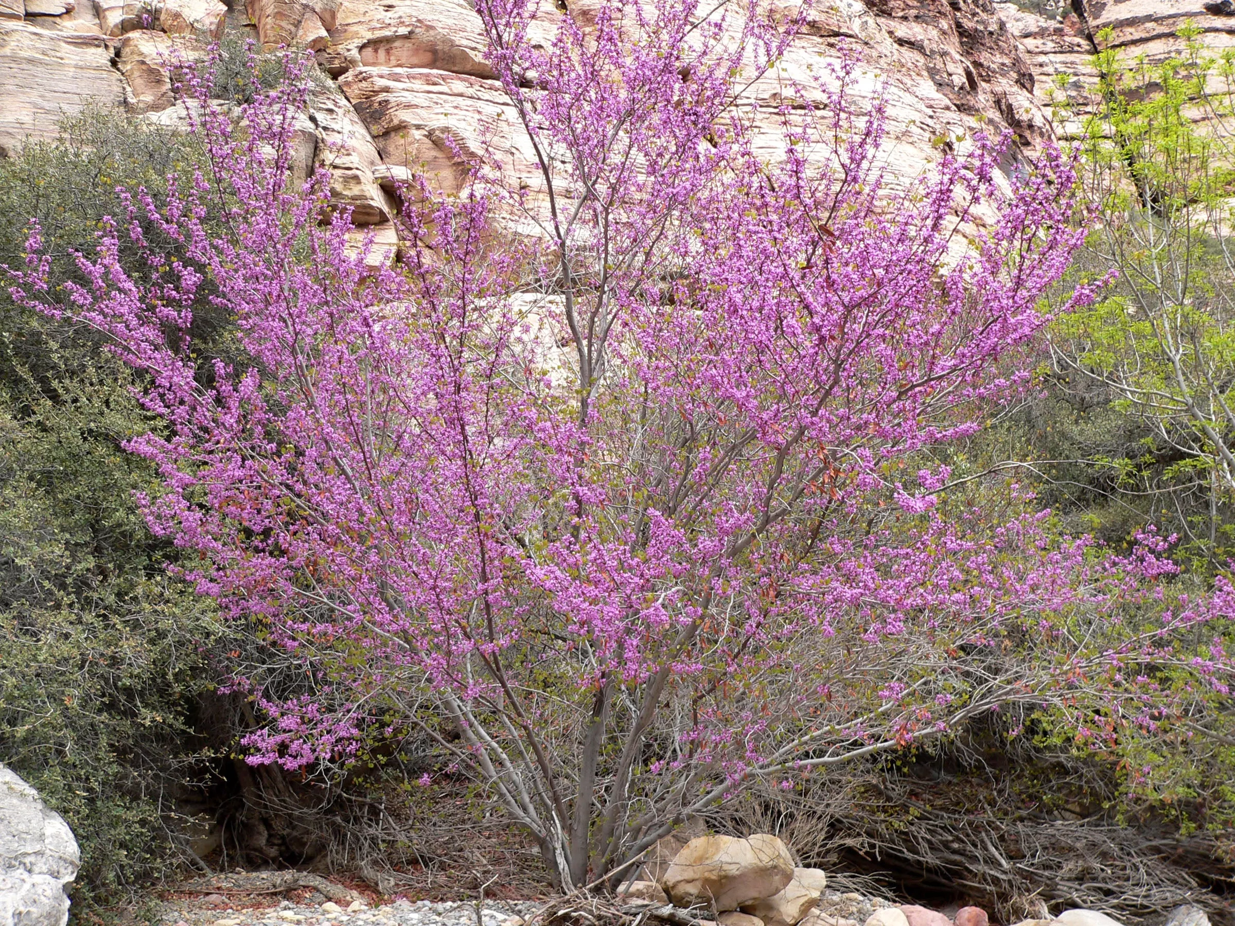 western-redbud Western Redbud