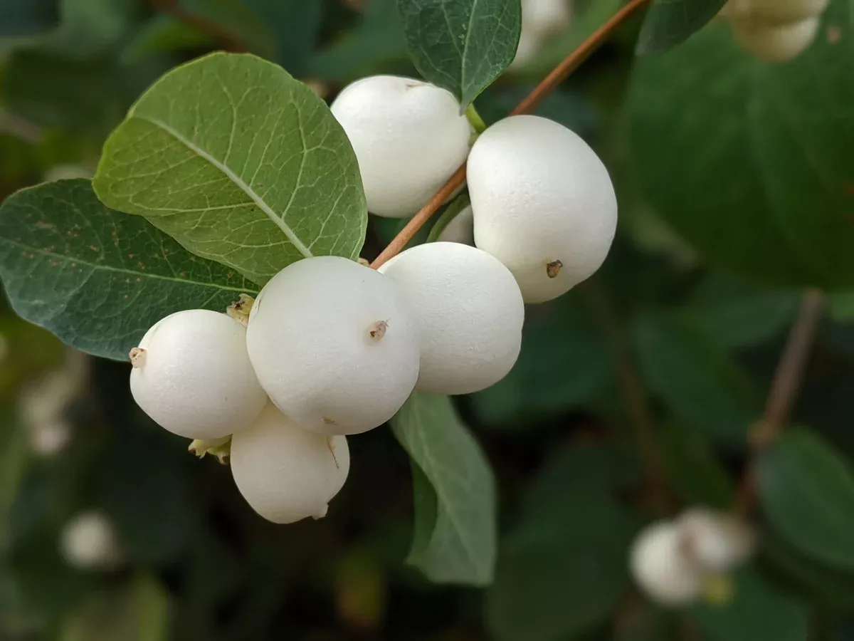 Western Snowberry