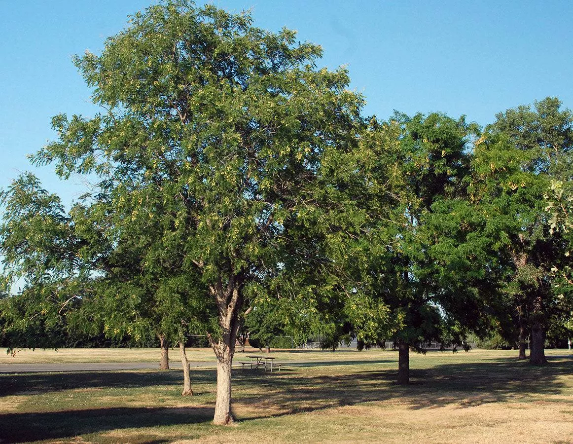 western-soapberry Western Soapberry