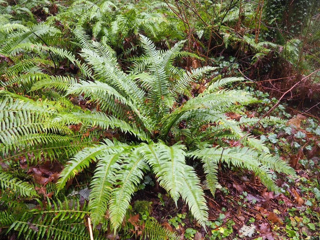 western-sword-fern Western Sword Fern