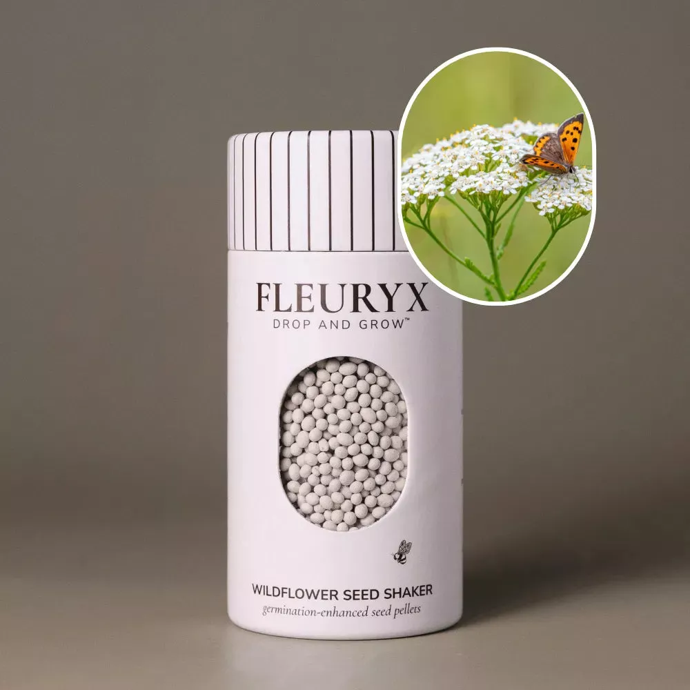 Western Yarrow (Achillea millefolium)
