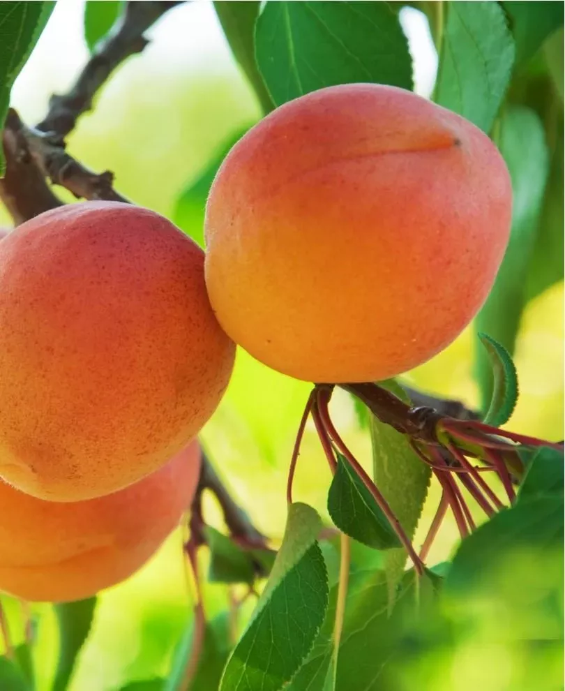 westley-apricot Westley Apricot