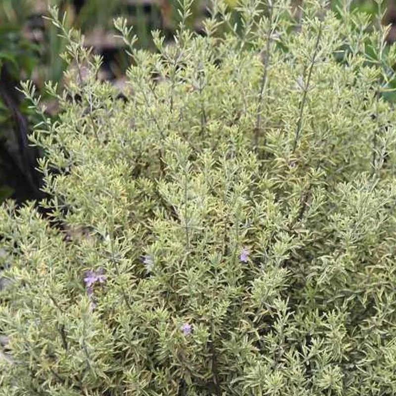 Westringia 'Wynyabbie Highlight'