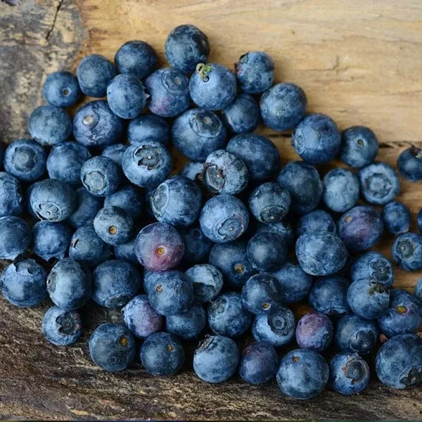 weymouth-blueberry Weymouth Blueberry