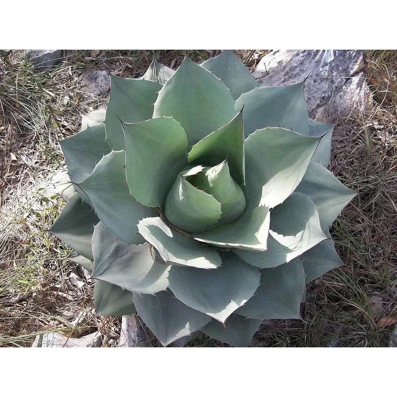 whale-s-tongue-agave Whale's Tongue Agave
