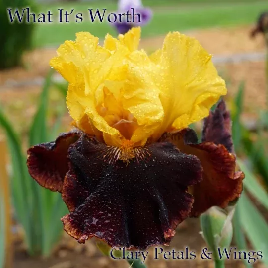 what-it-s-worth-2014-tb WHAT IT'S WORTH - 2014 - TB
