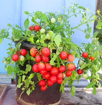 Whippersnapper Tomato