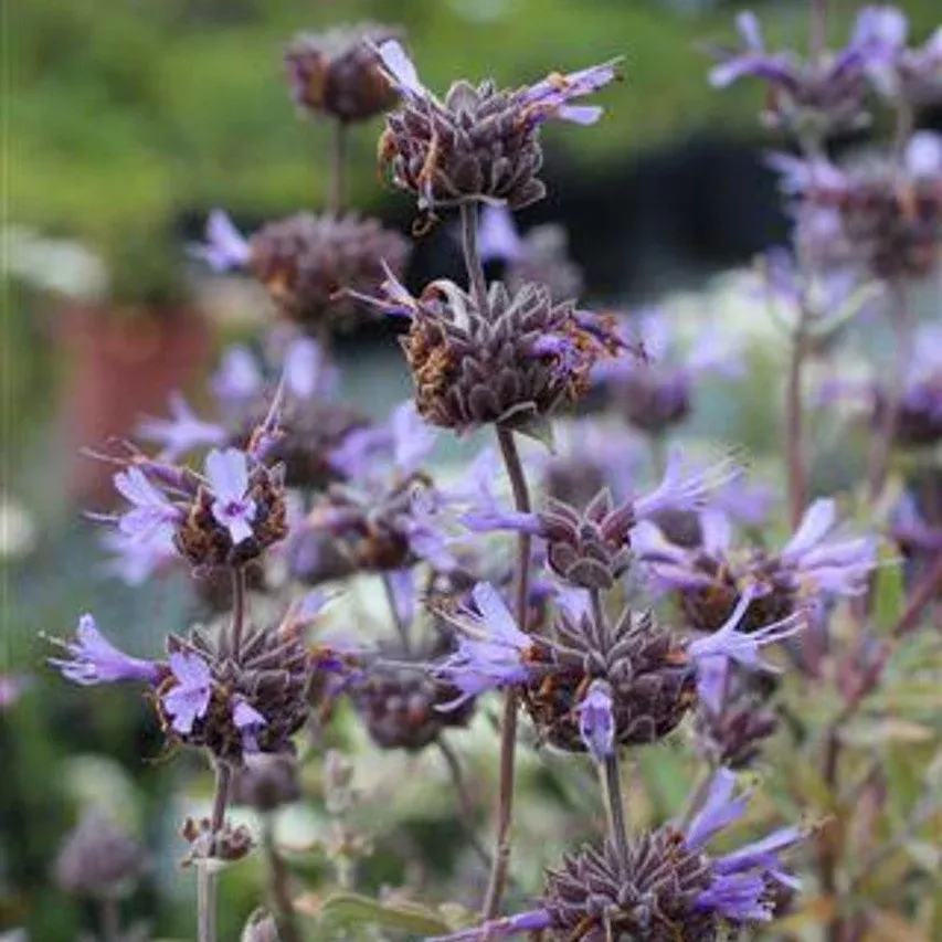 Whirly Blue Sage