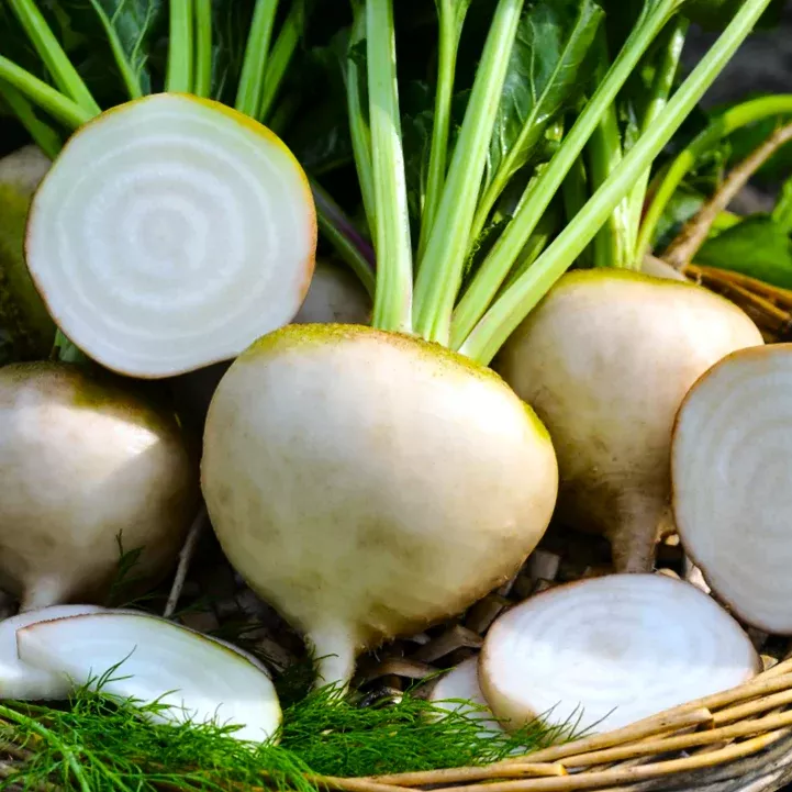 white-albino-beet White Albino Beet