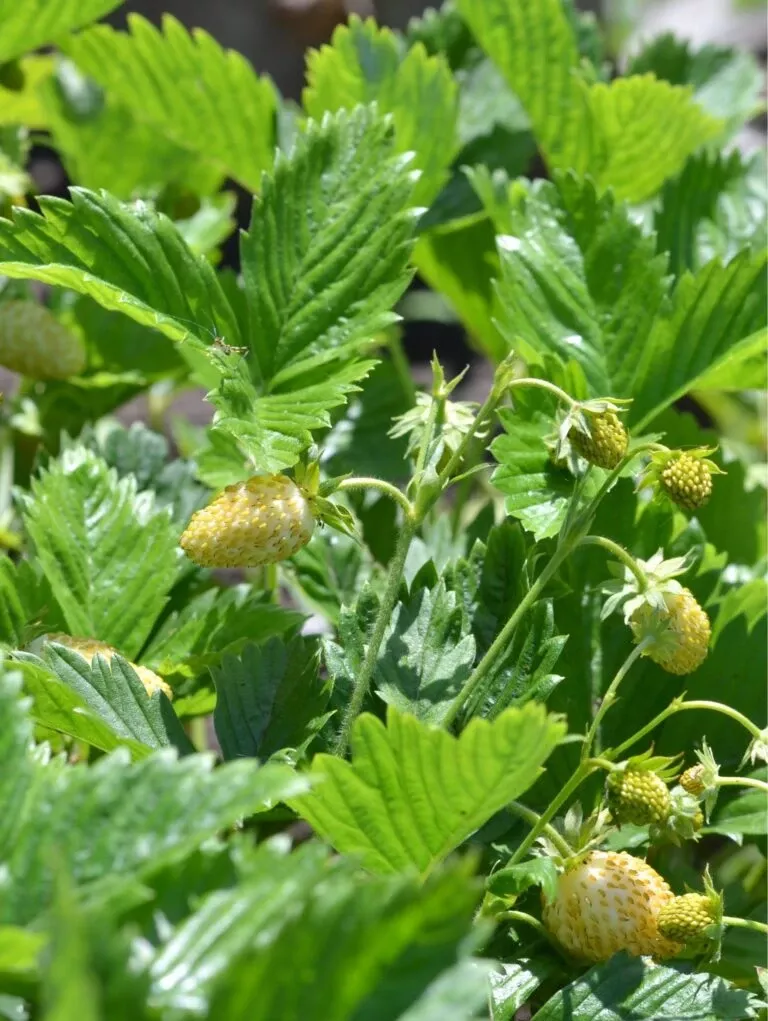 white-alpine-strawberry White Alpine Strawberry