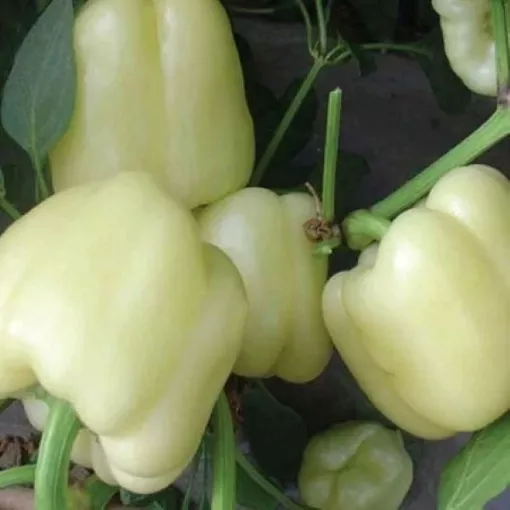 white-bell-pepper-seeds White Bell Pepper Seeds