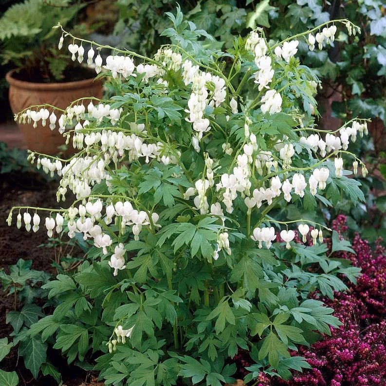 white-bleeding-heart White Bleeding Heart