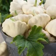 white-bush-scallop-squash White Bush Scallop Squash