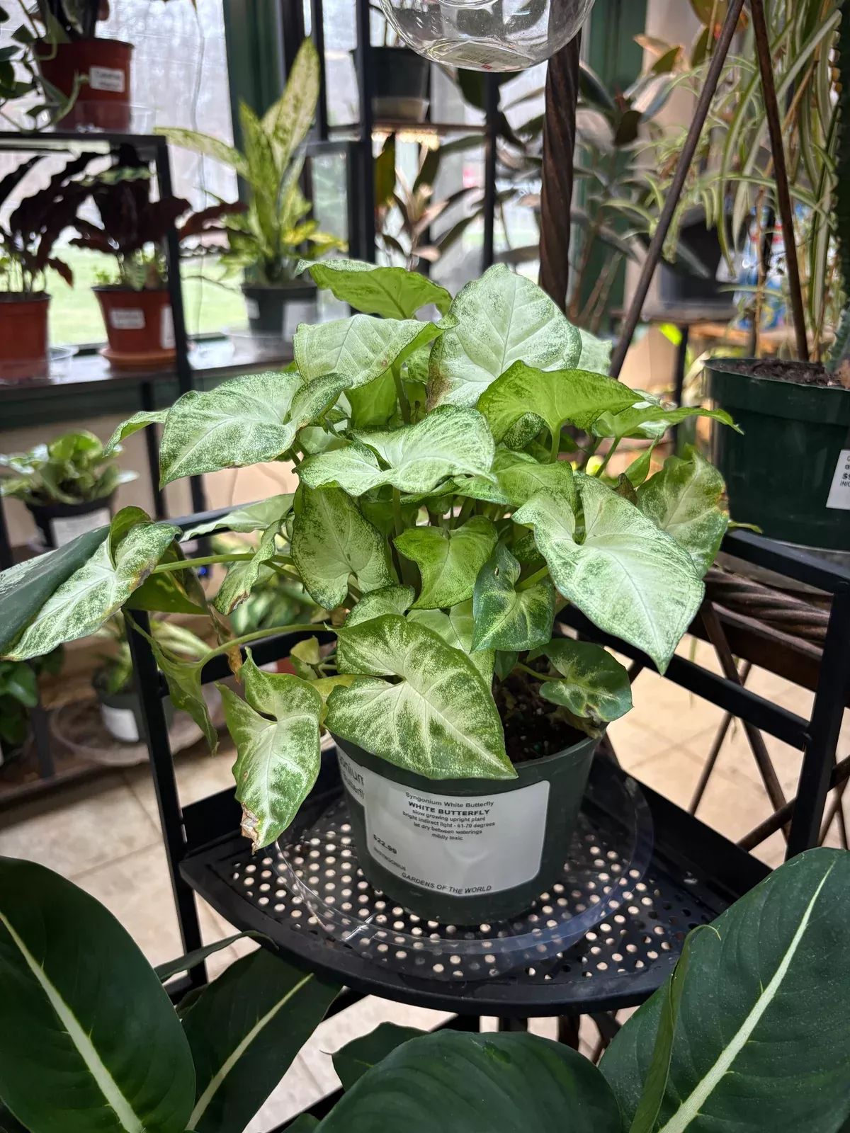 white-butterfly-syngonium White Butterfly Syngonium
