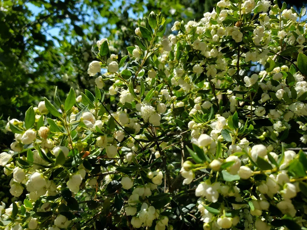 white-chilean-myrtle White Chilean Myrtle