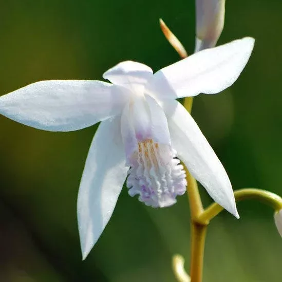 white-chinese-ground-orchid White Chinese Ground Orchid