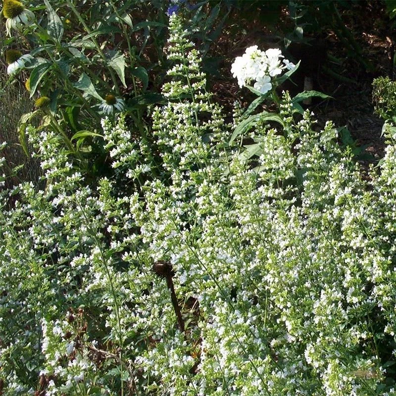 white-cloud-calamintha White Cloud Calamintha