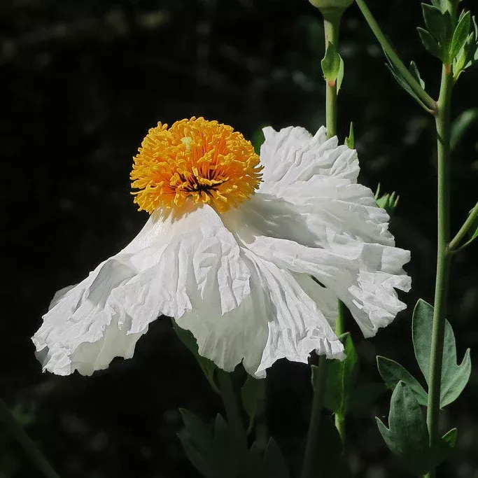 White Cloud Matilija Poppy