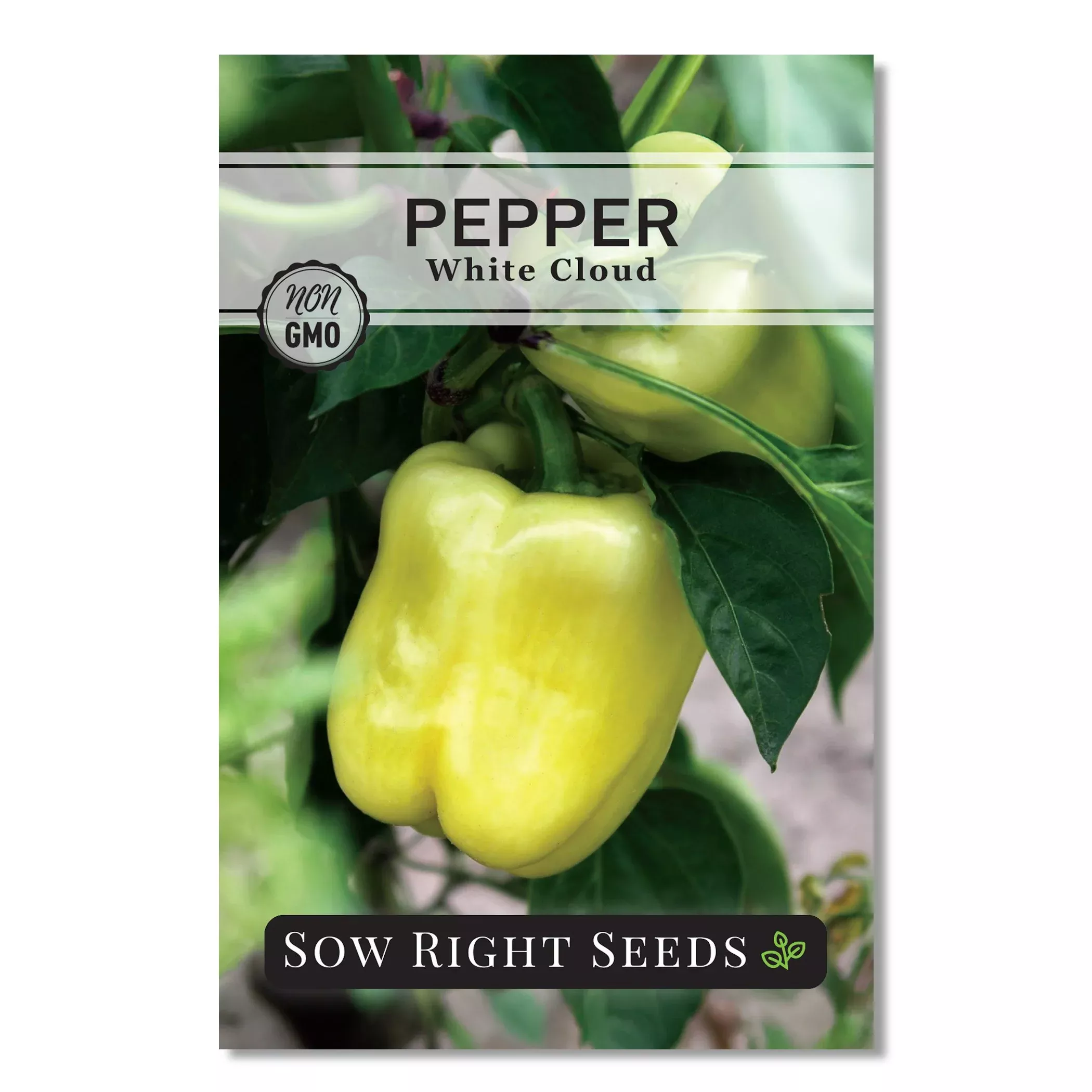 White Cloud Pepper Seeds