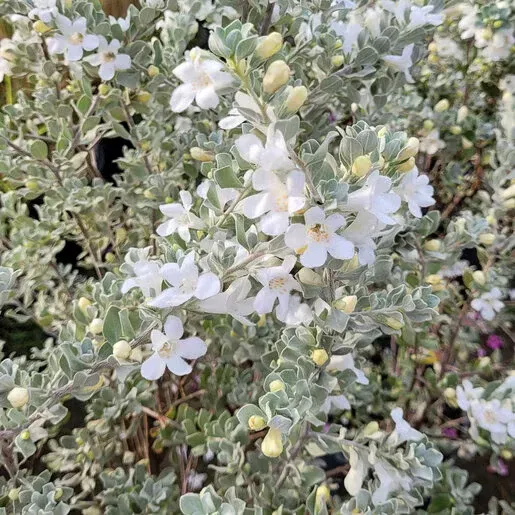 white-cloud-texas-sage White Cloud Texas Sage