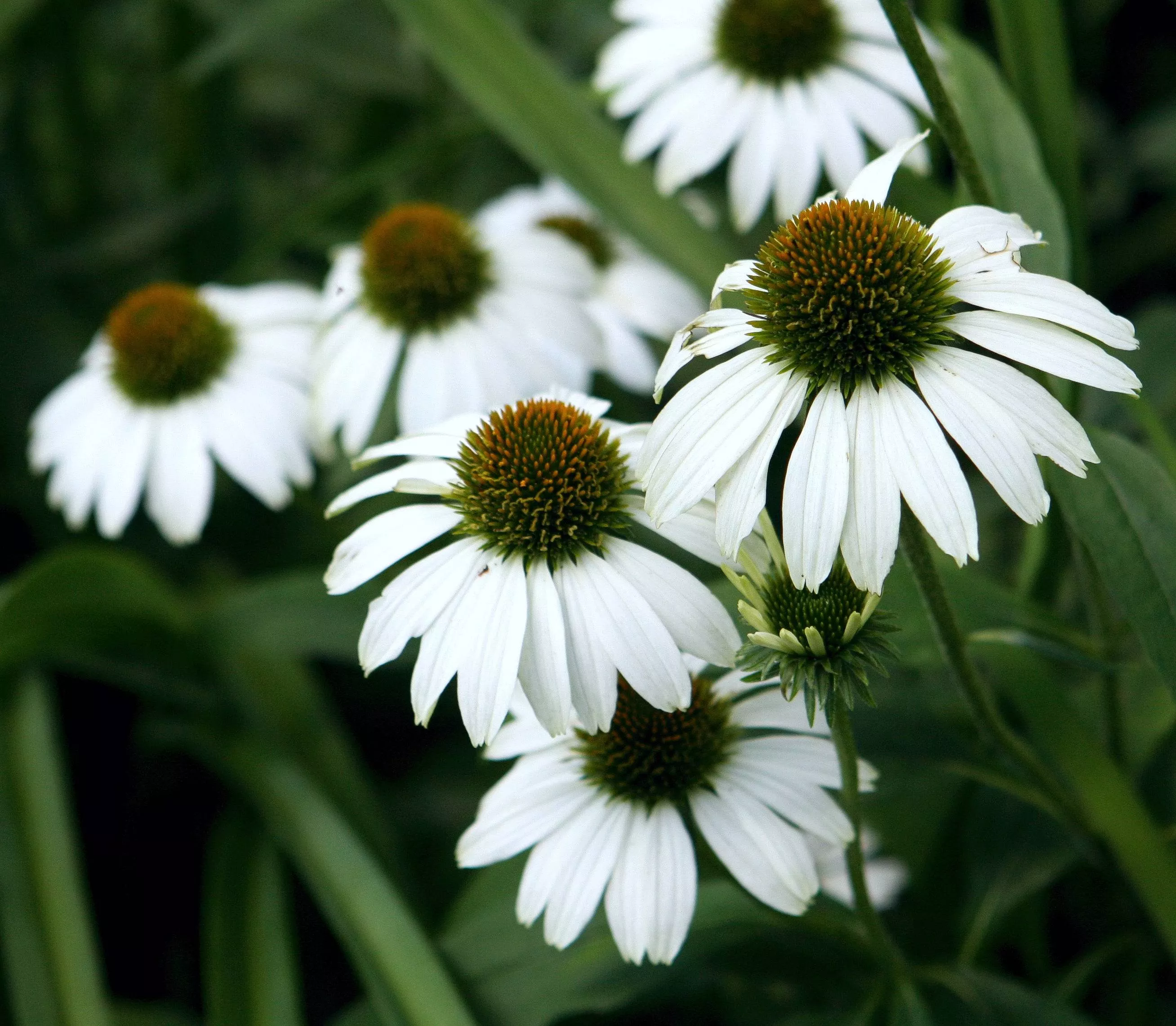 white-coneflower White Coneflower