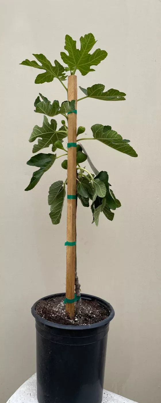 white-genoa-fig White Genoa Fig