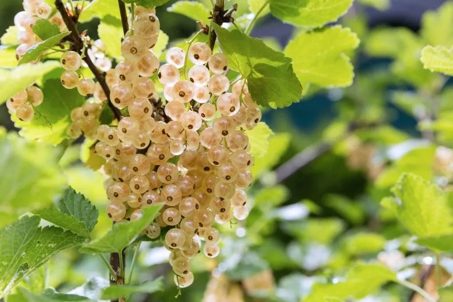white-grape-white-currant White Grape White Currant