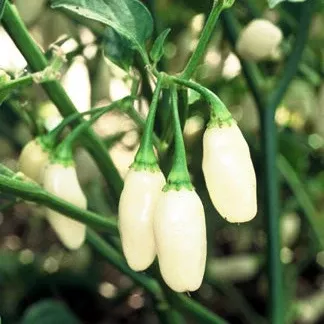 white-habanero-pepper White Habanero Pepper