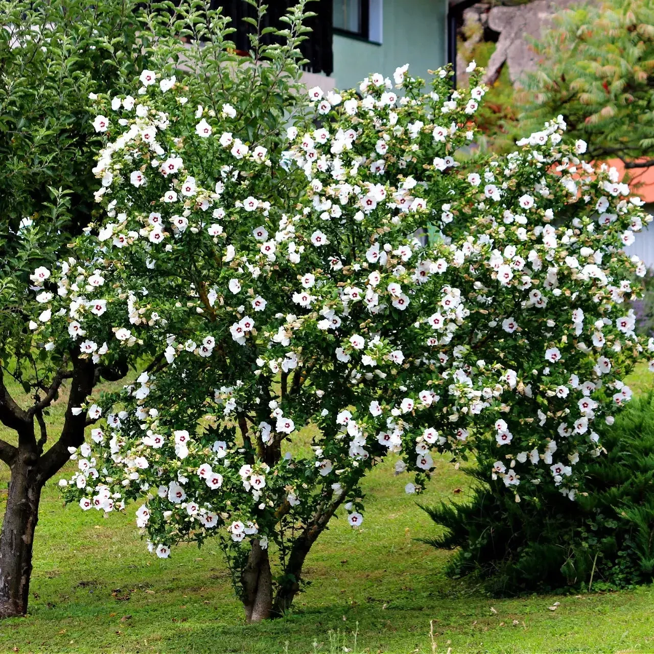 White Hibiscus Shrub