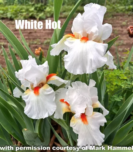 white-hot White Hot