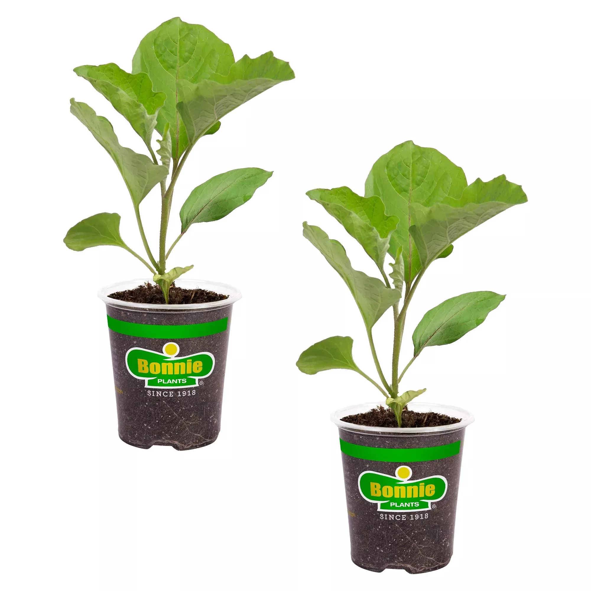 white-hybrid-cauliflower-2-pack White Hybrid Cauliflower (2 Pack)