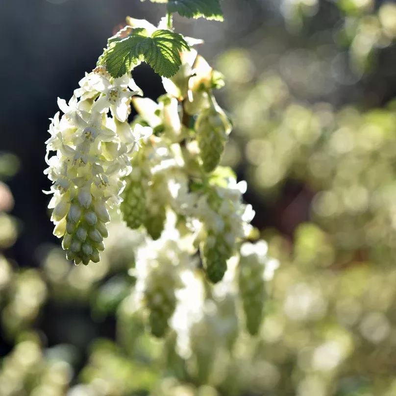 white-icicle-flowering-currant White Icicle Flowering Currant