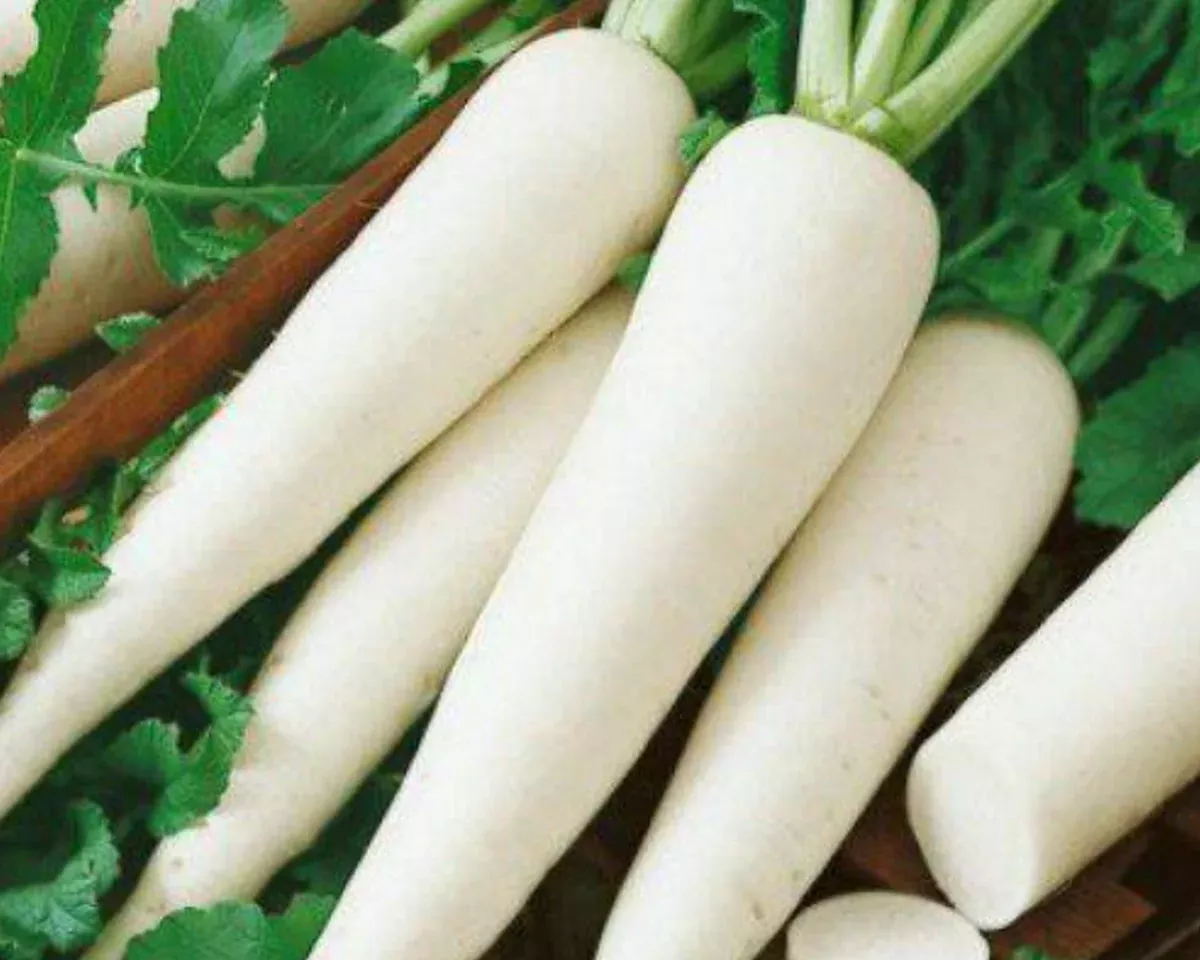 white-icicle-radish-seeds White Icicle Radish Seeds