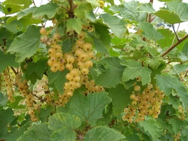 white-imperial-white-currant White Imperial White Currant