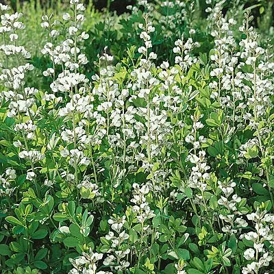 White Indigo Seeds