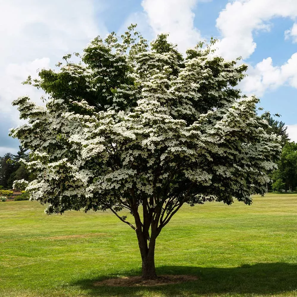 white-kousa-dogwood White Kousa Dogwood