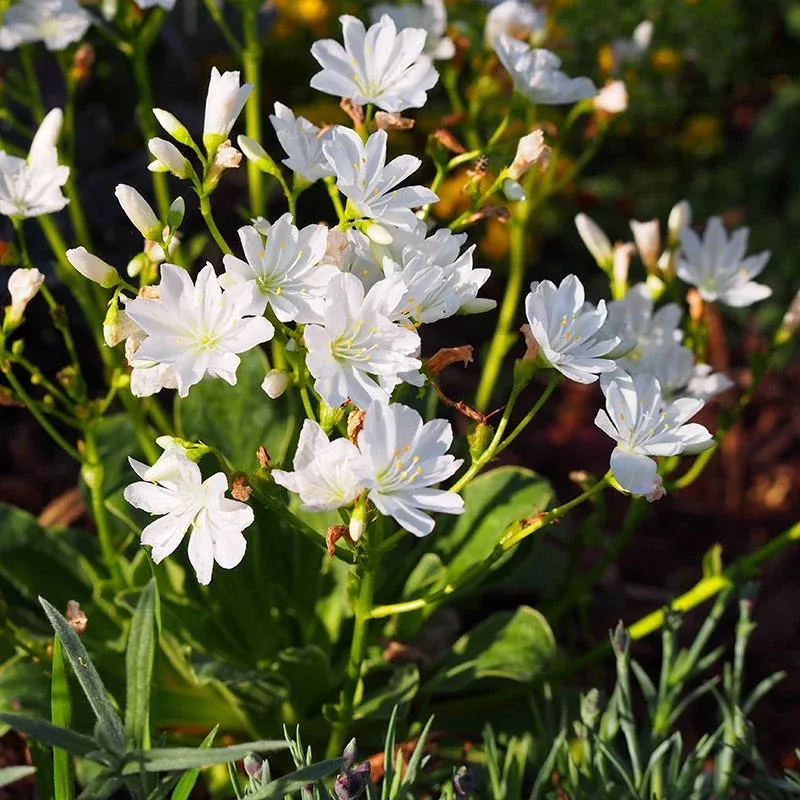 white-lewisia White Lewisia