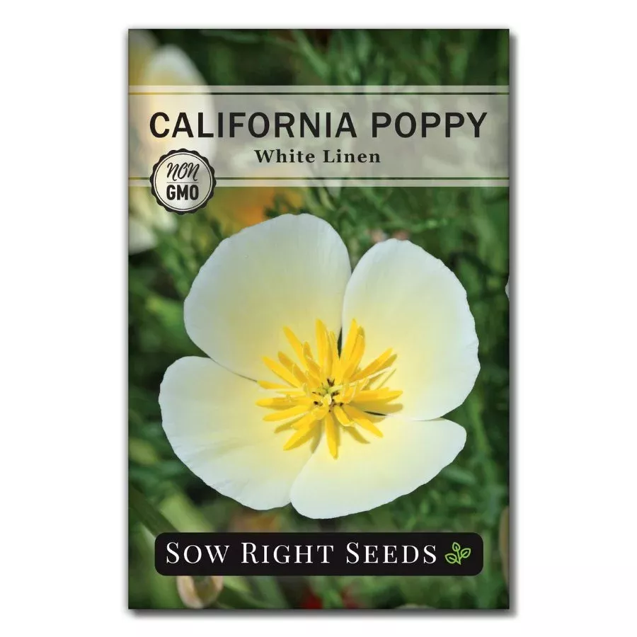 White Linen California Poppy