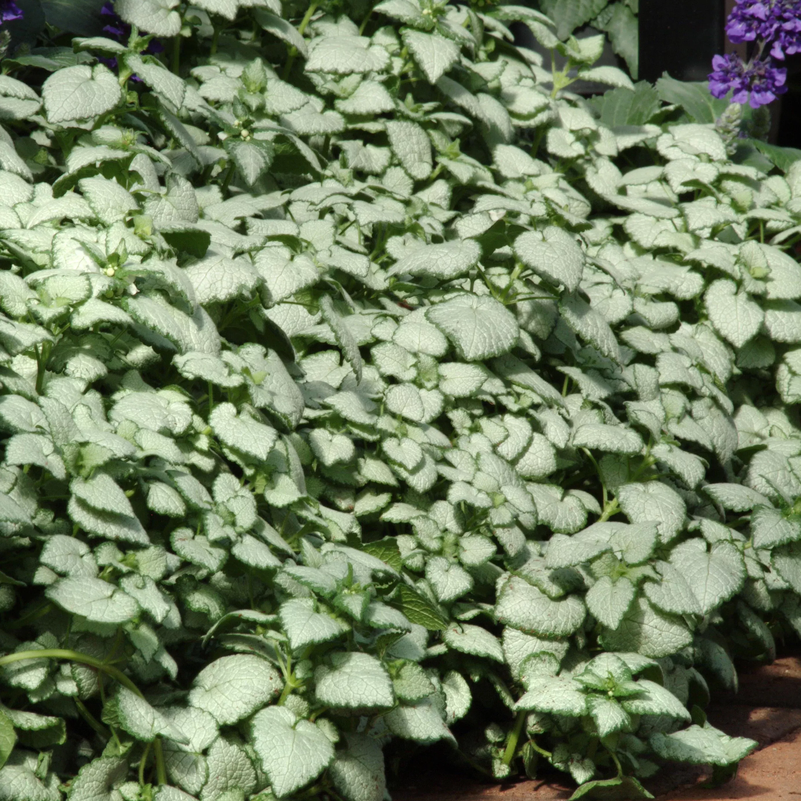 white-nancy-lamium White Nancy Lamium