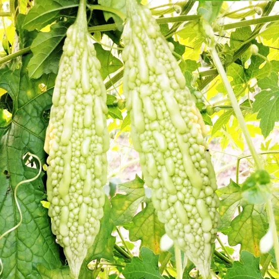 White Pearl Bitter Melon