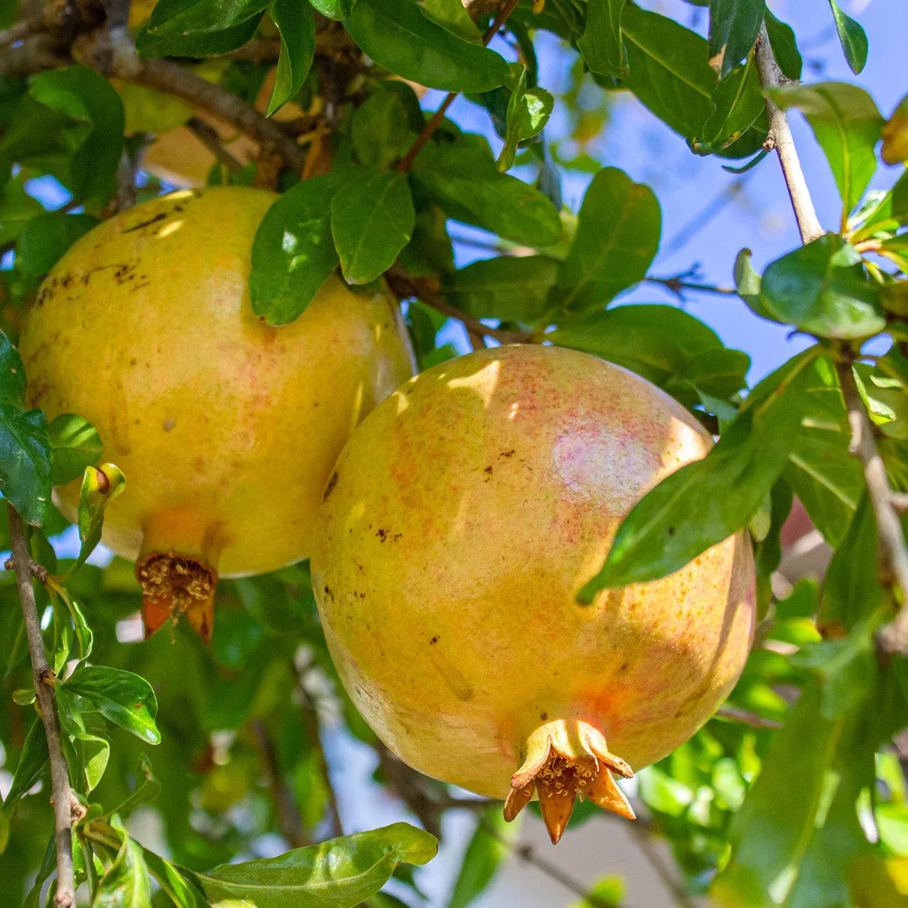 white-pomegranate-tree White Pomegranate Tree