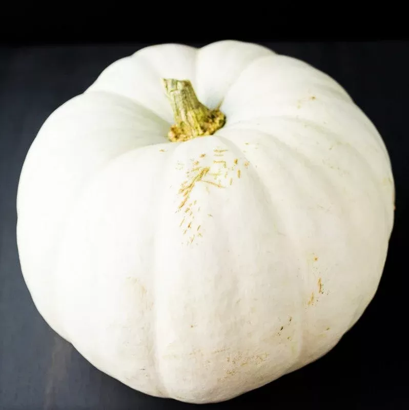 white-queen-pumpkin White Queen Pumpkin