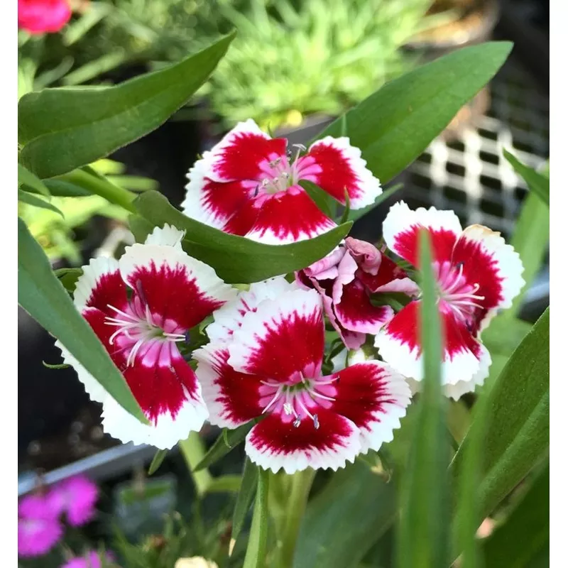white-red-dianthus-flower-heirloom-non-gmo-planting-bright-garden-blooms-flower- White Red Dianthus Flower Heirloom Non Gmo Planting Bright Garden Blooms Flower Seeds Home