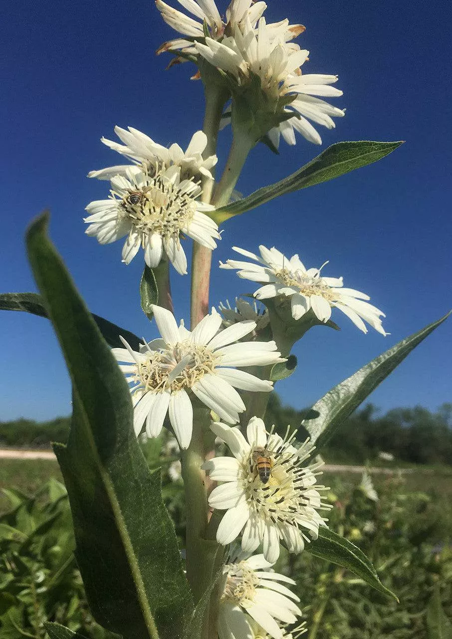 white-rosinweed White Rosinweed