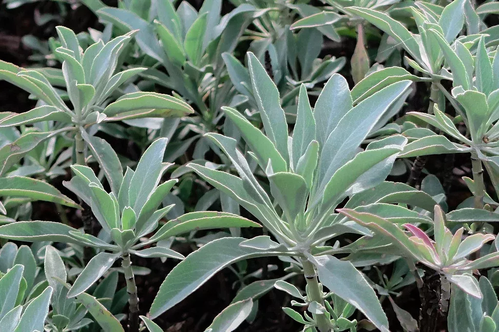 white-sage White Sage
