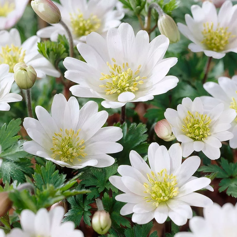 white-splendour-anemone White Splendour Anemone